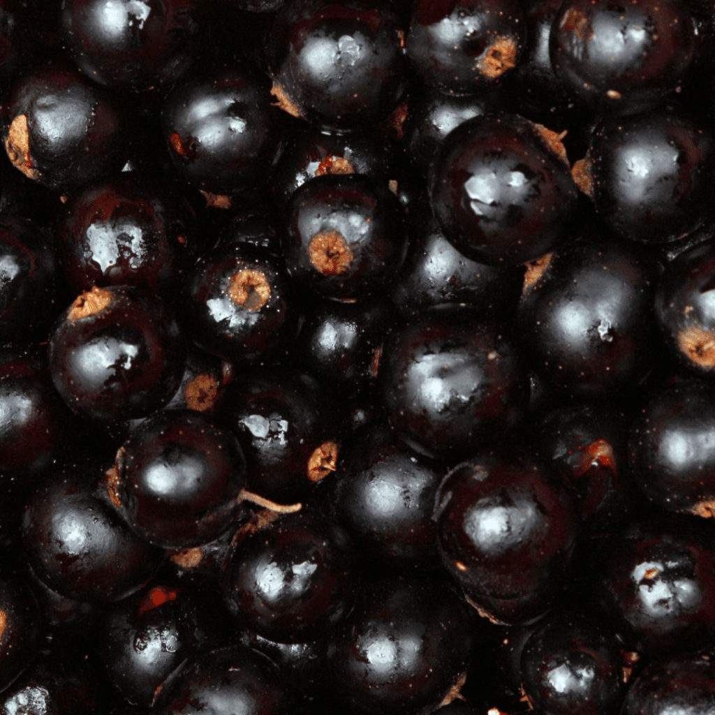cassis