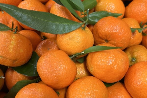 clementines de corse fruit