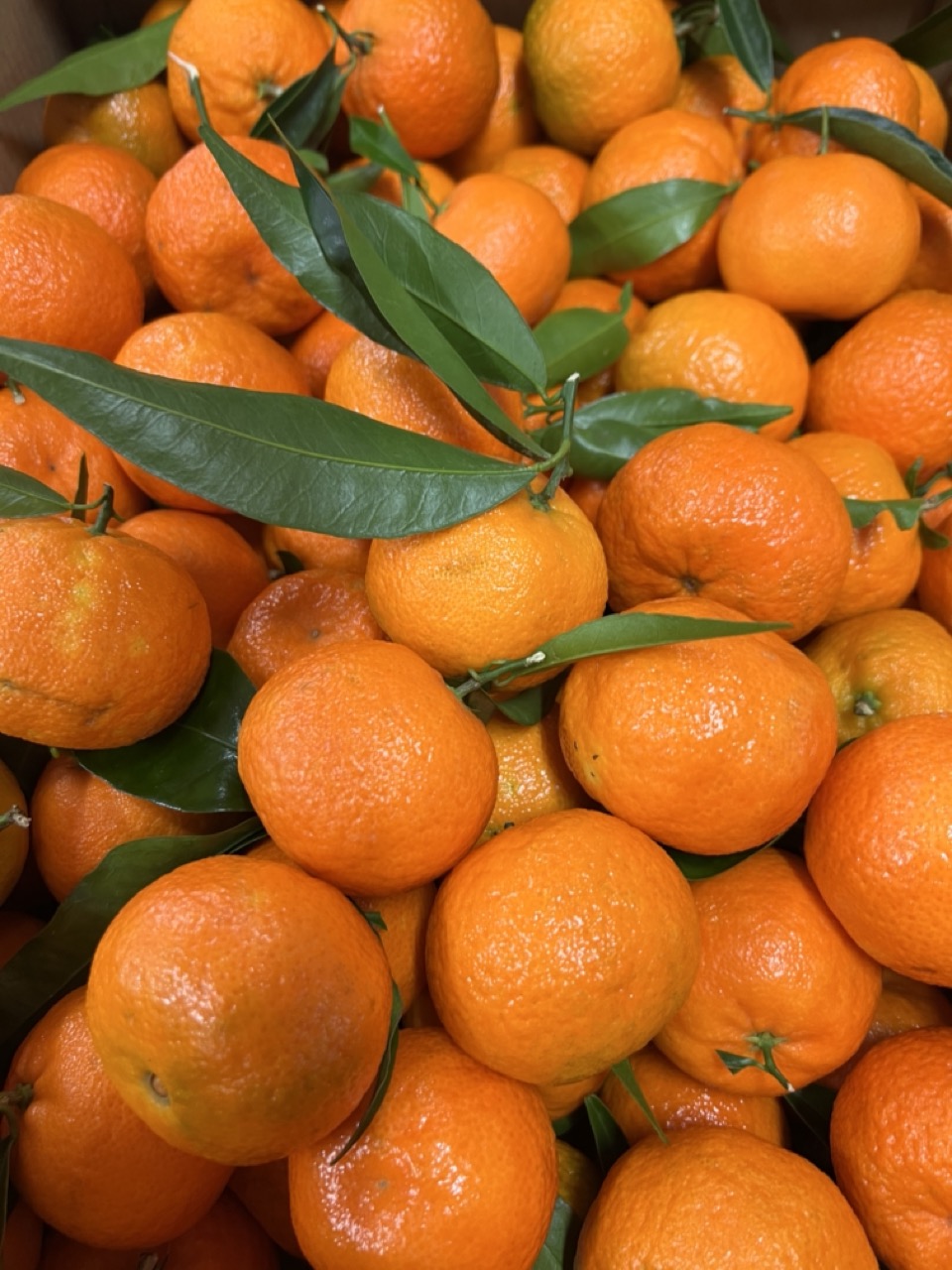 clementines de corse fruit