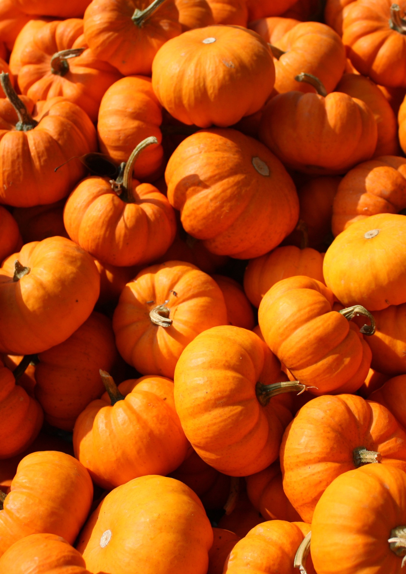 courge mini jack halloween