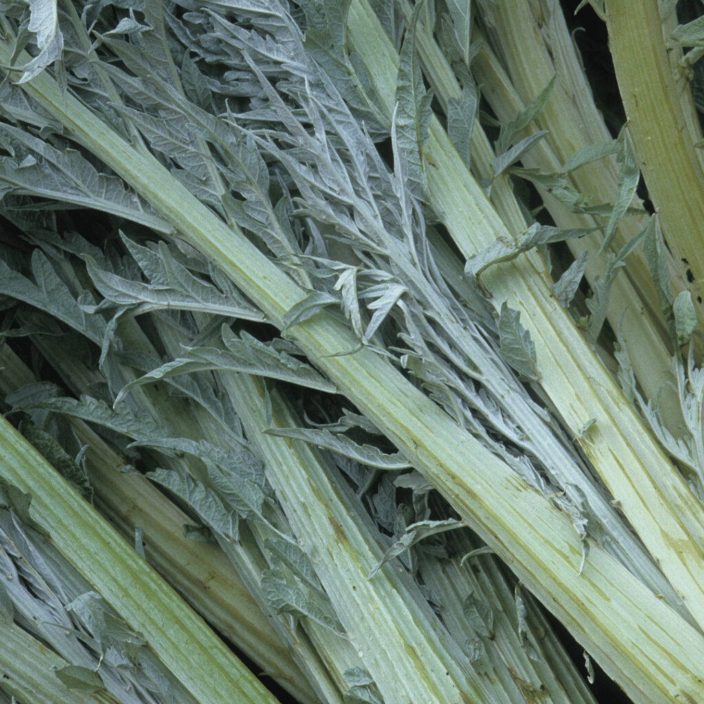 cardon cerise et potiron