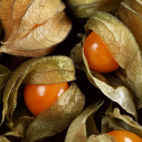 physalis cerise et potiron