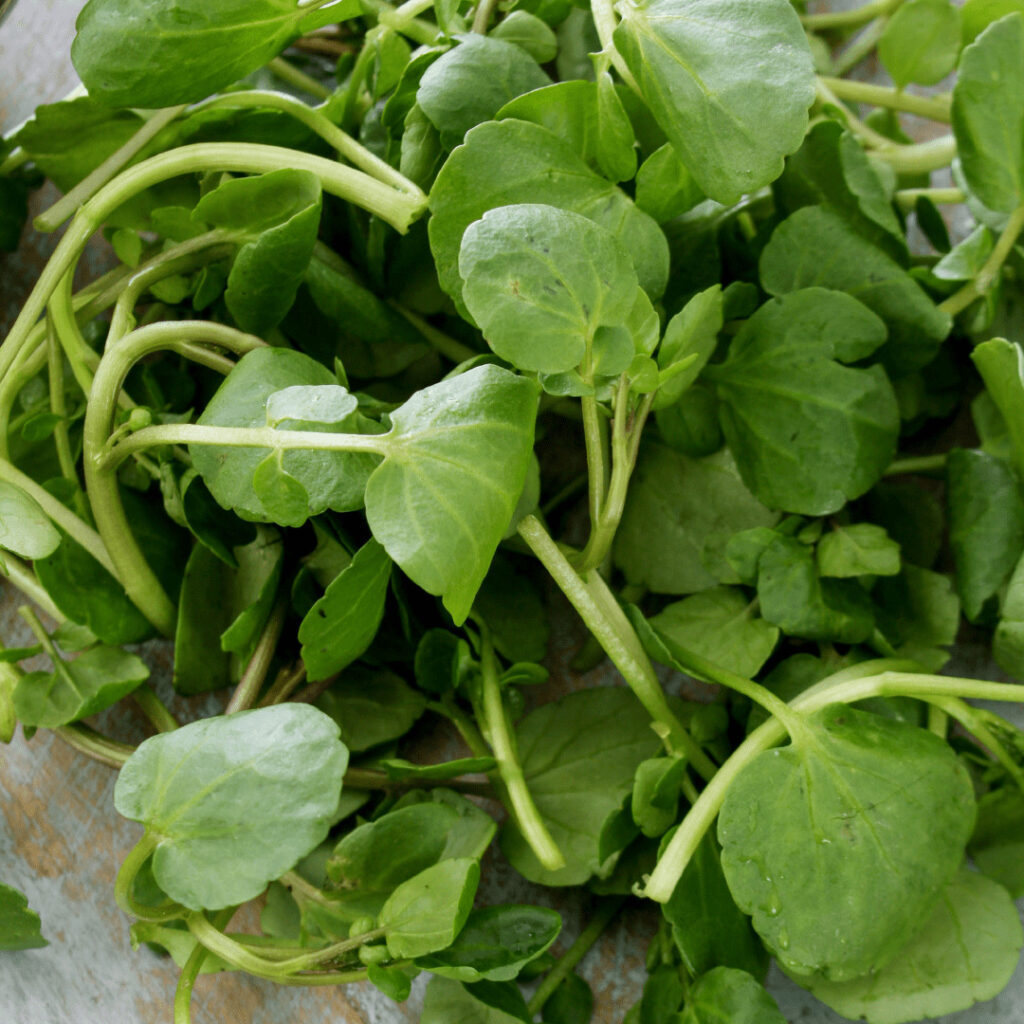 cresson cerise et potiron