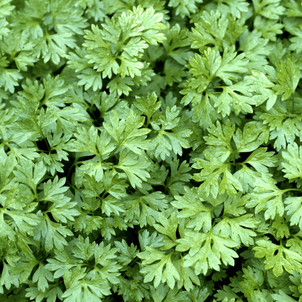 cerfeuil herbe aromatique