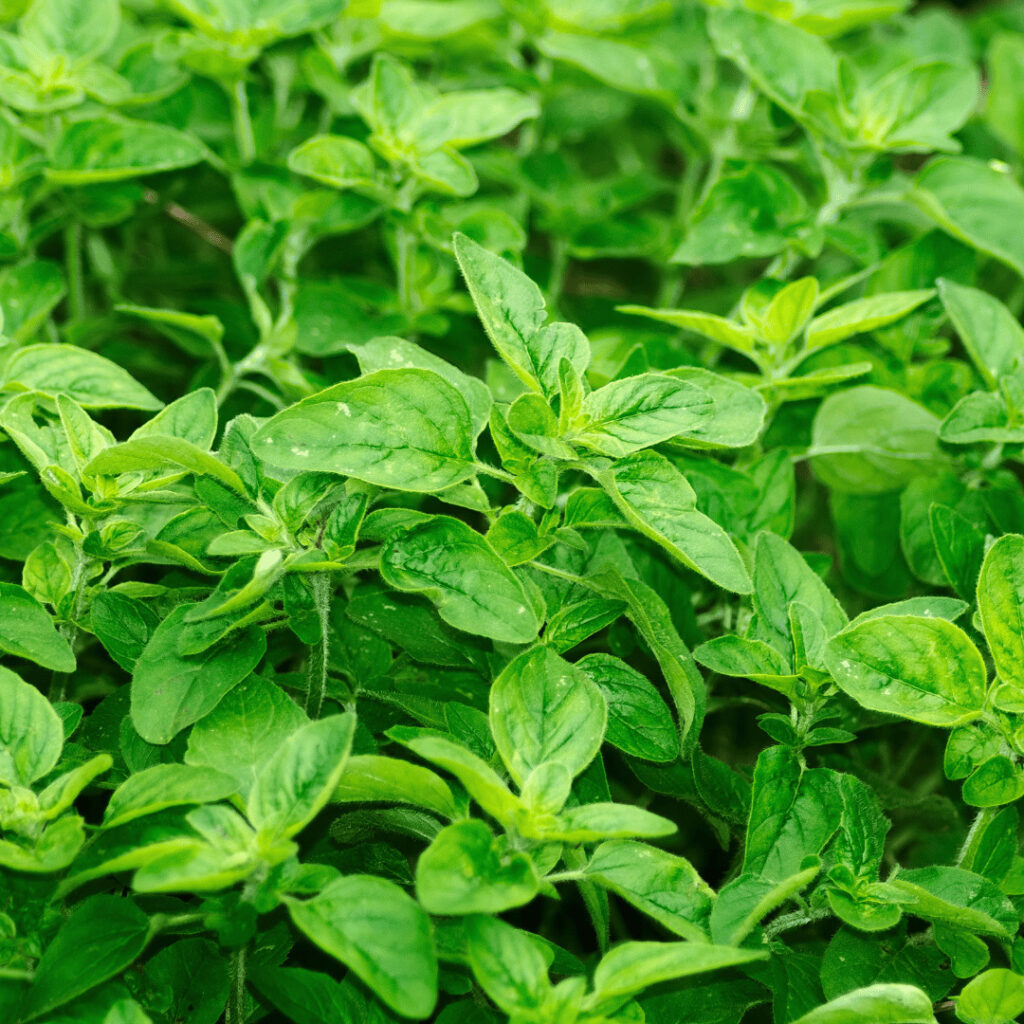 origan herbe aromatique