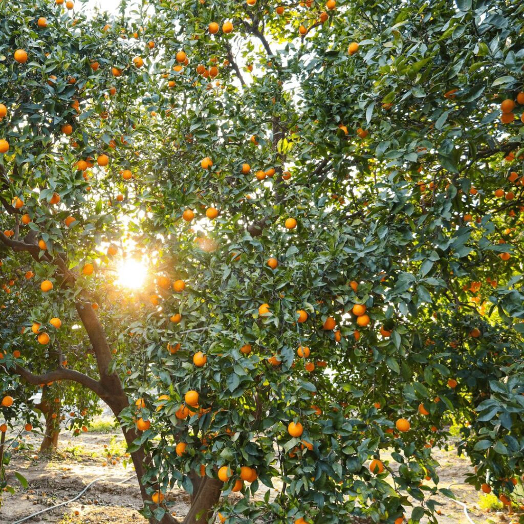oranges cerise et potiron